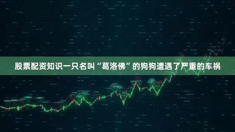 股票配资知识一只名叫“葛洛佛”的狗狗遭遇了严重的车祸